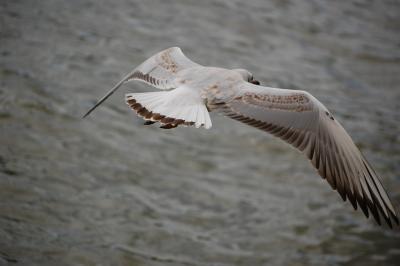 Прикрепленное изображение: DSC_0425.JPG